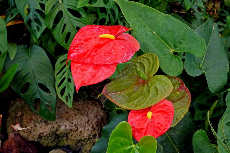 温室植物广州云台花园续完