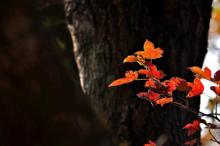 【广州石门国家森林公园枫叶摄影图片】风光旅游摄影_太平洋电脑网摄影部落