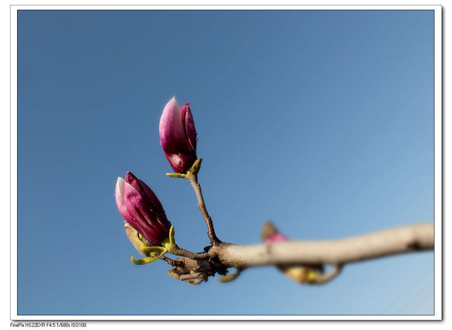 【那个季节最美的音符--含苞欲放的玉兰花 摄影