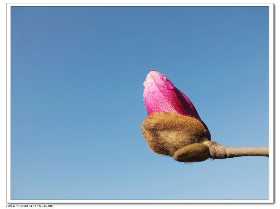 【那个季节最美的音符--含苞欲放的玉兰花 摄影