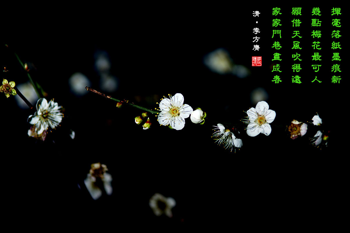 寒梅