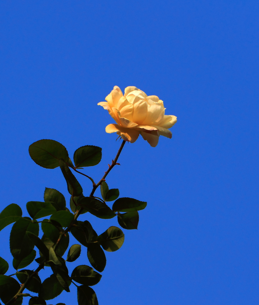 花花秀