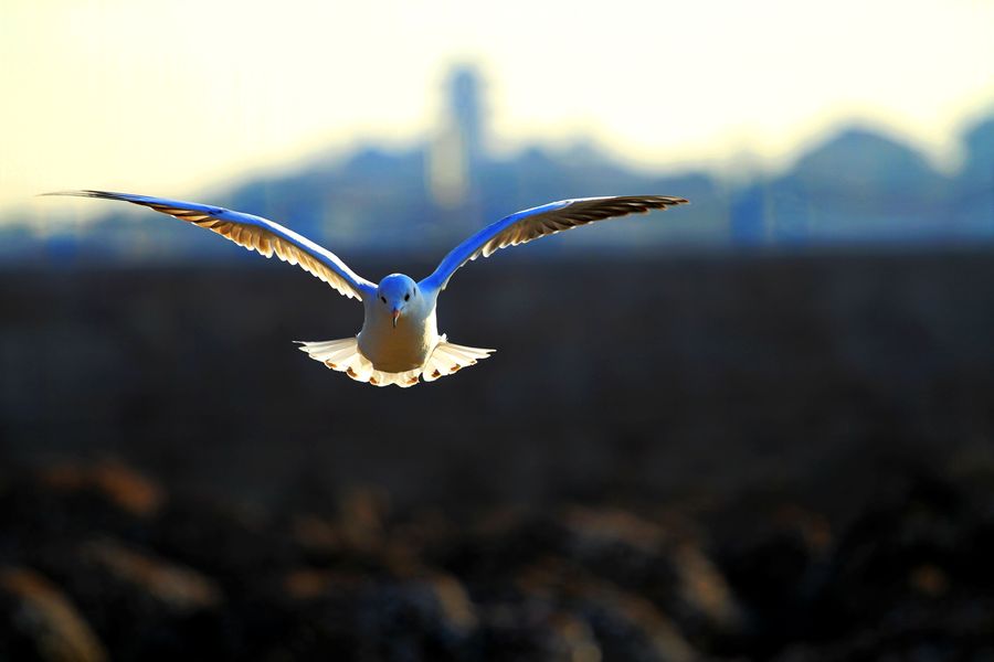 【海鸥自由飞翔摄影图片】生态摄影