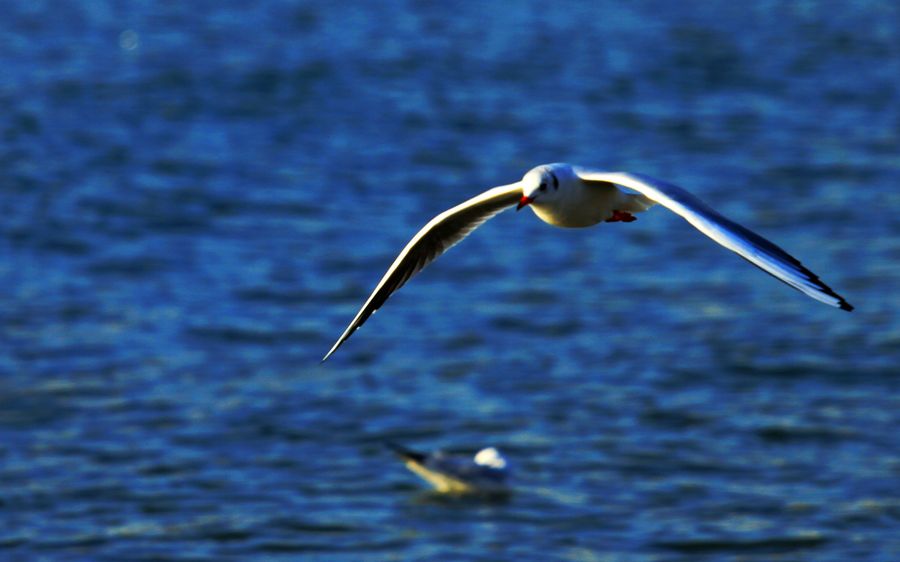 海鸥自由飞翔