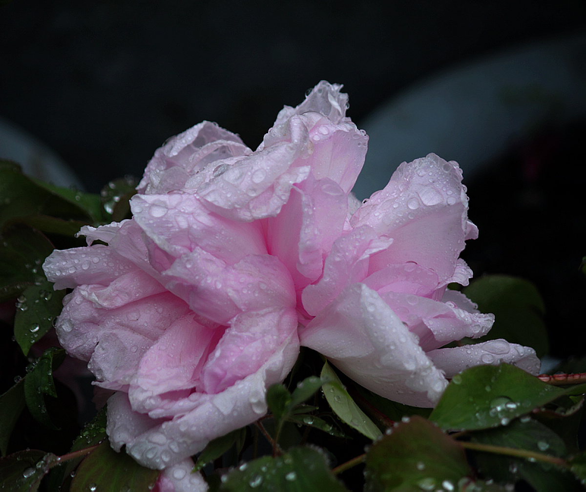 风雨中的牡丹花