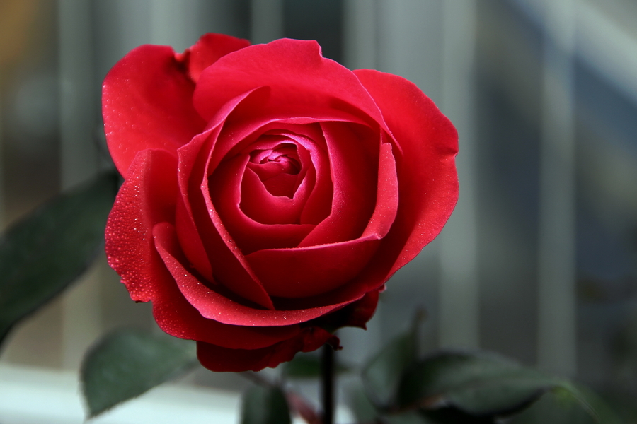【一束红玫瑰献给2014 献给各位(100D)摄影图片】生态摄影_太平洋电脑网摄影部落