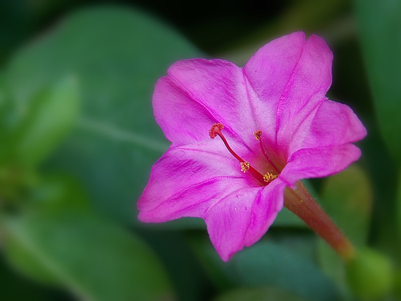 一组紫茉莉花:祝长焦坛马年红红火火