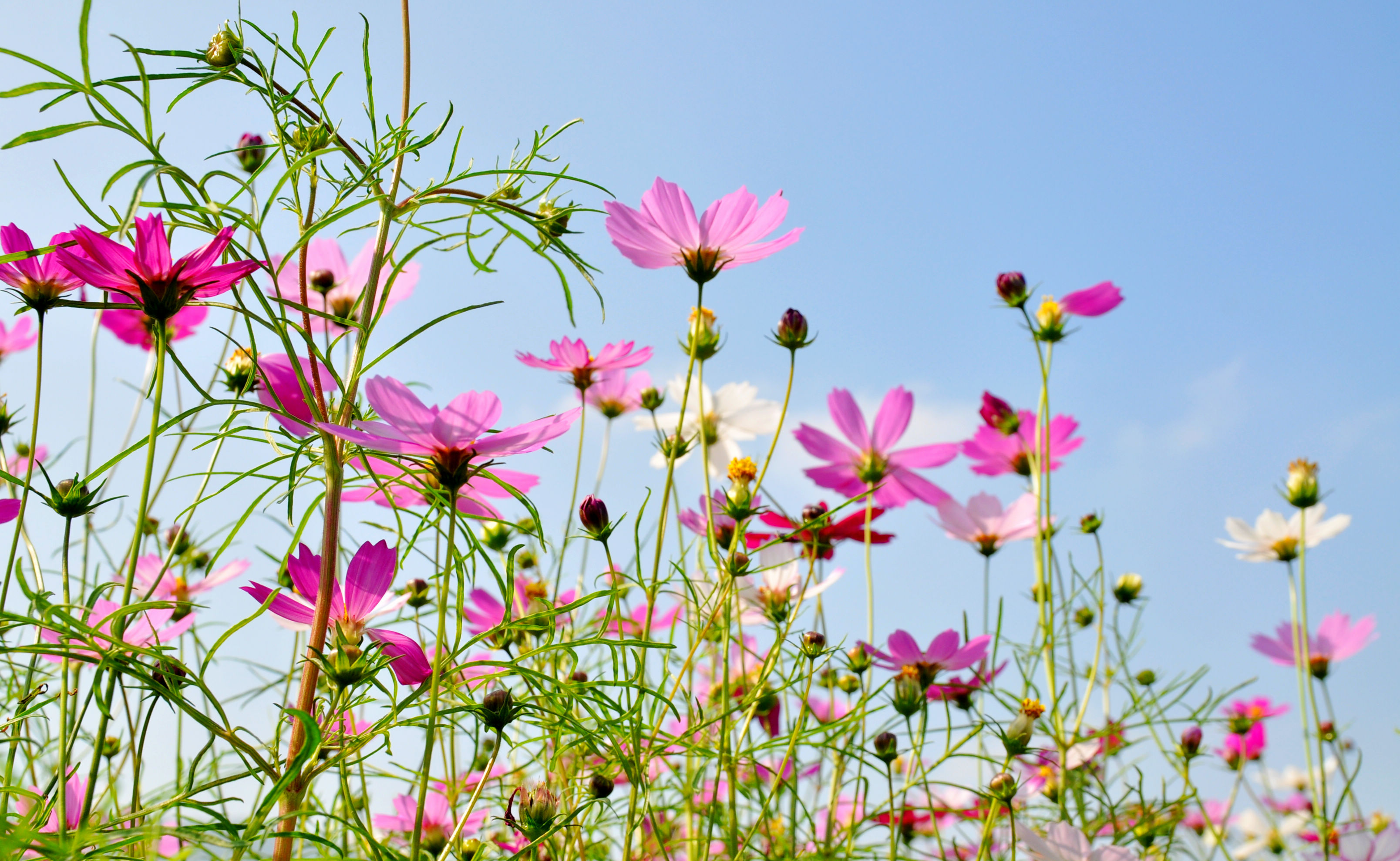 一路格桑 春暖花开(亚龙湾国际玫瑰谷)