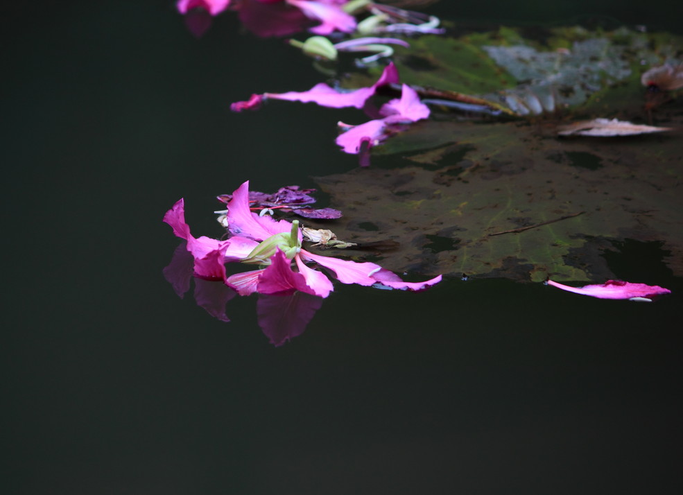 落花流水亦有情