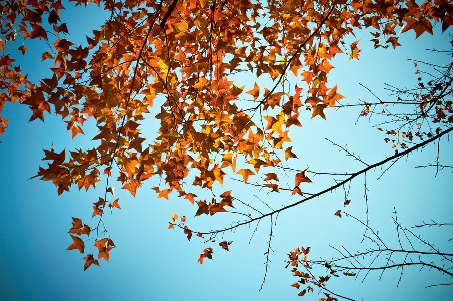 【从化石门国家森林公园景点随拍摄影图片】风