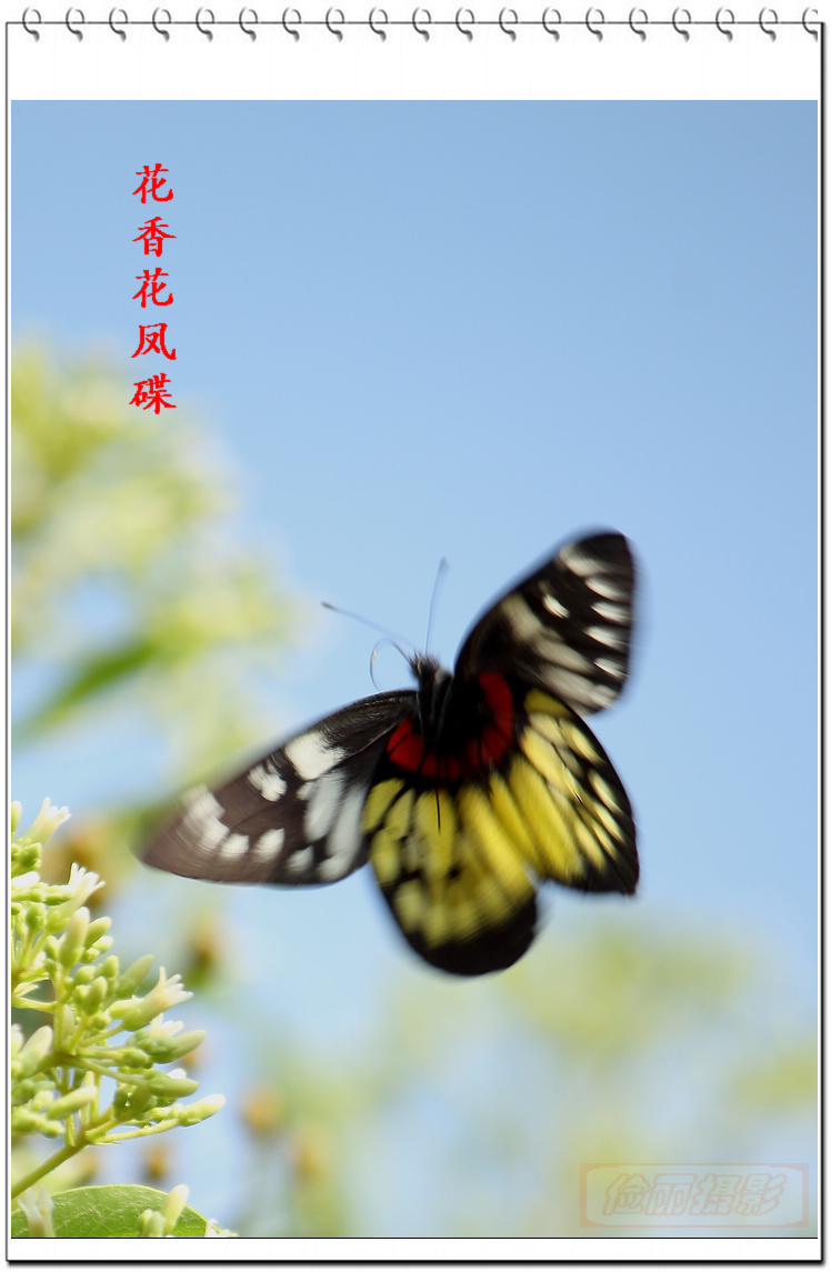 花香花凤蝶