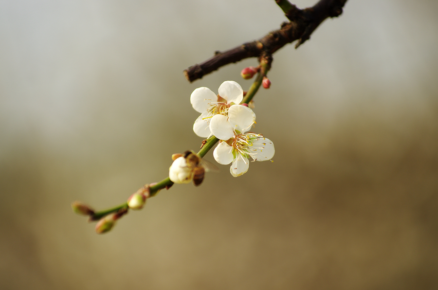 冬季(一枝梅)