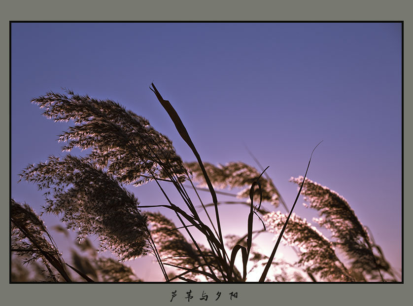 芦苇与夕阳