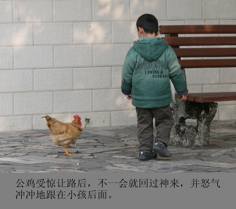 【图片小故事--小孩与公鸡摄影图片】生活摄影
