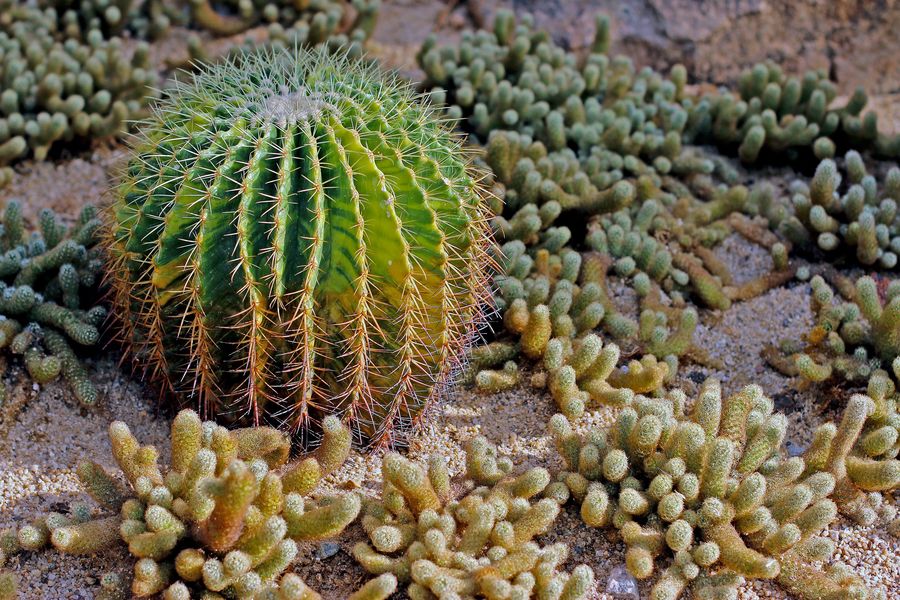 100种仙人掌种类及图片仙人掌常见种类图片