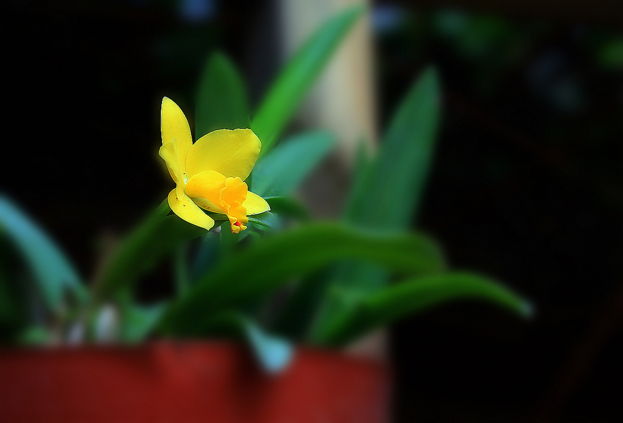 【温室里的花朵2摄影图片】生态摄影
