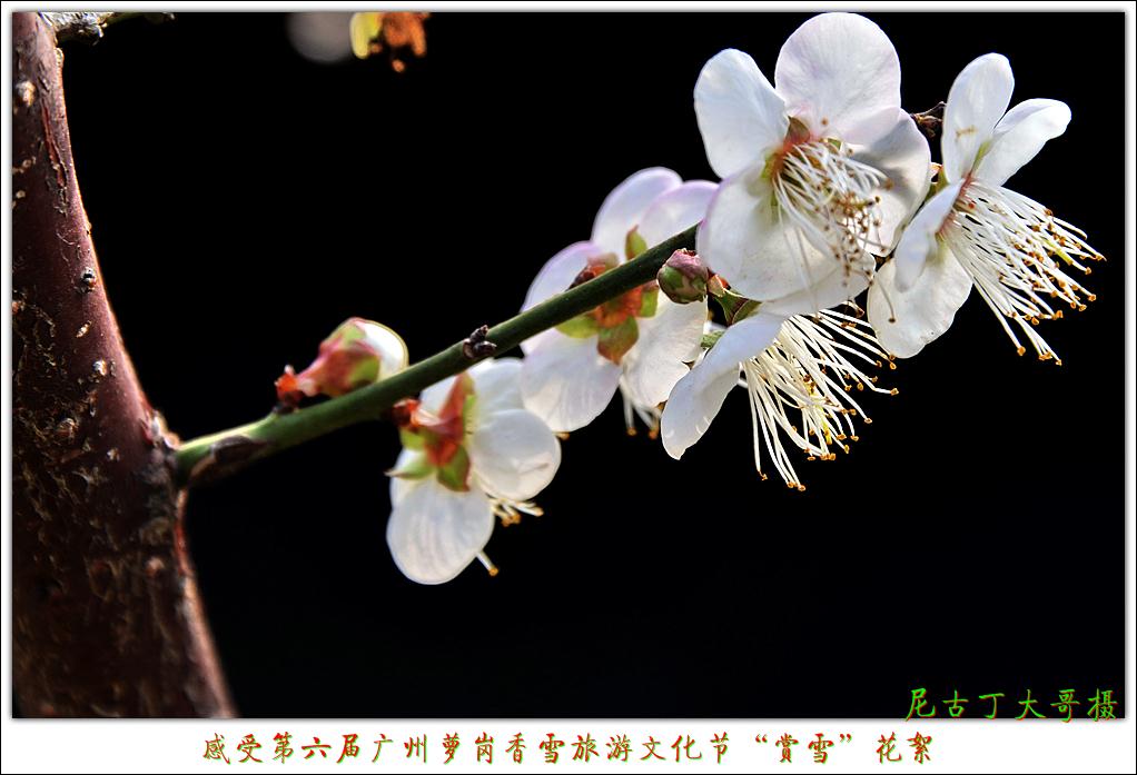 感受第六届广州萝岗香雪旅游文化节萝岗香雪公园,梅花怒放!