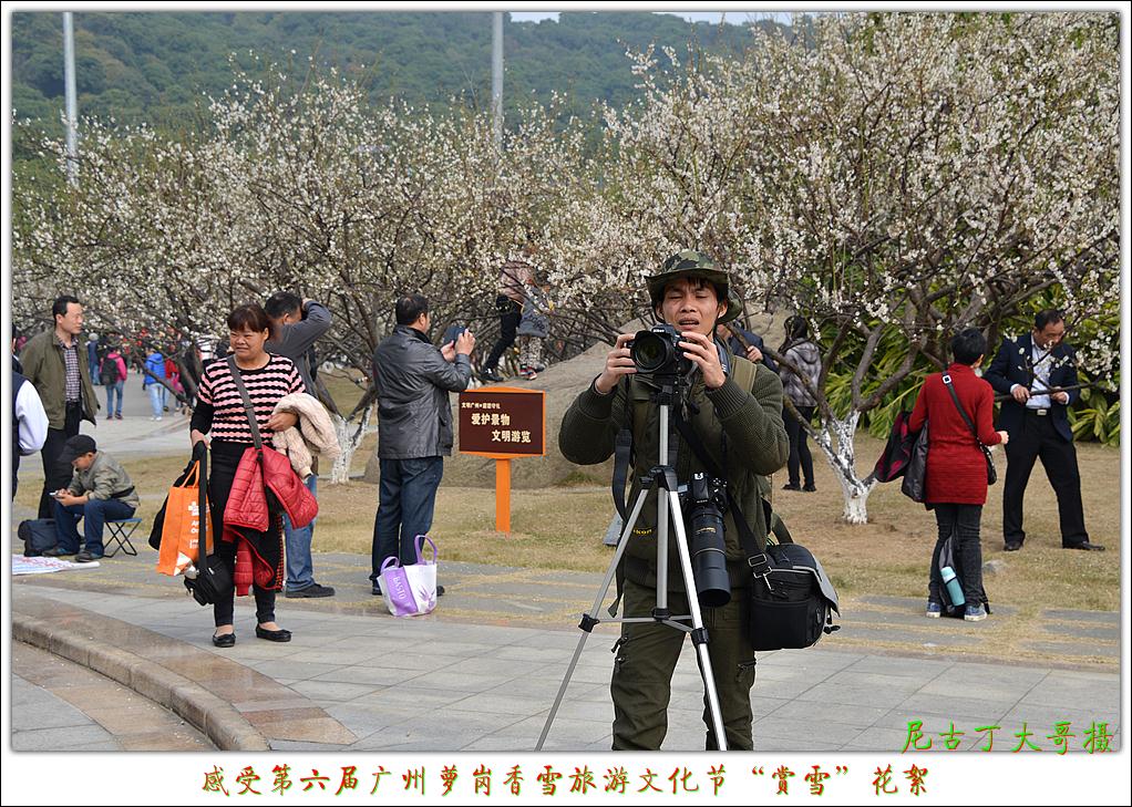 感受第六届广州萝岗香雪旅游文化节萝岗香雪公园,梅花怒放!