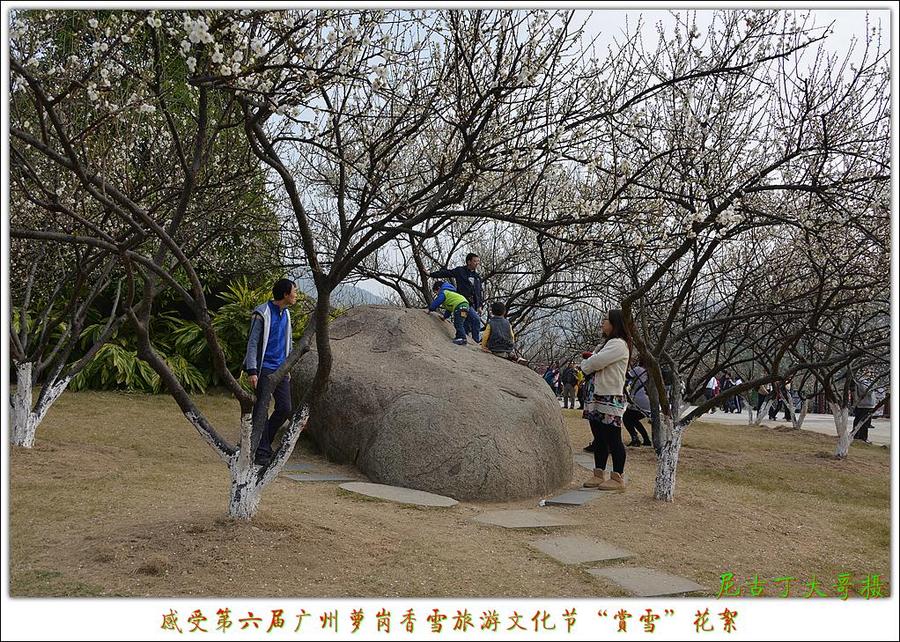 感受第六届广州萝岗香雪旅游文化节萝岗香雪公园,梅花怒放!