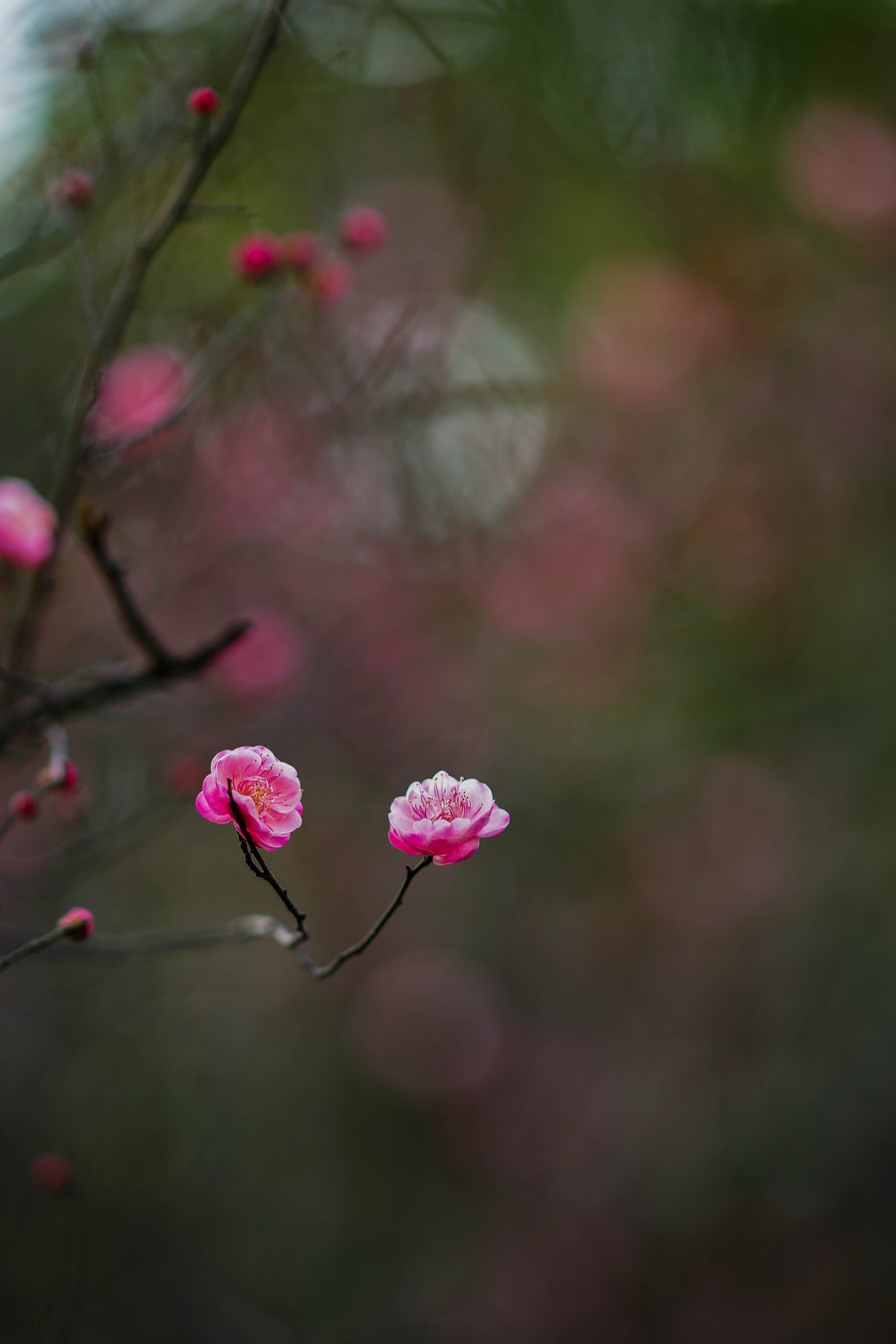 又照梅花