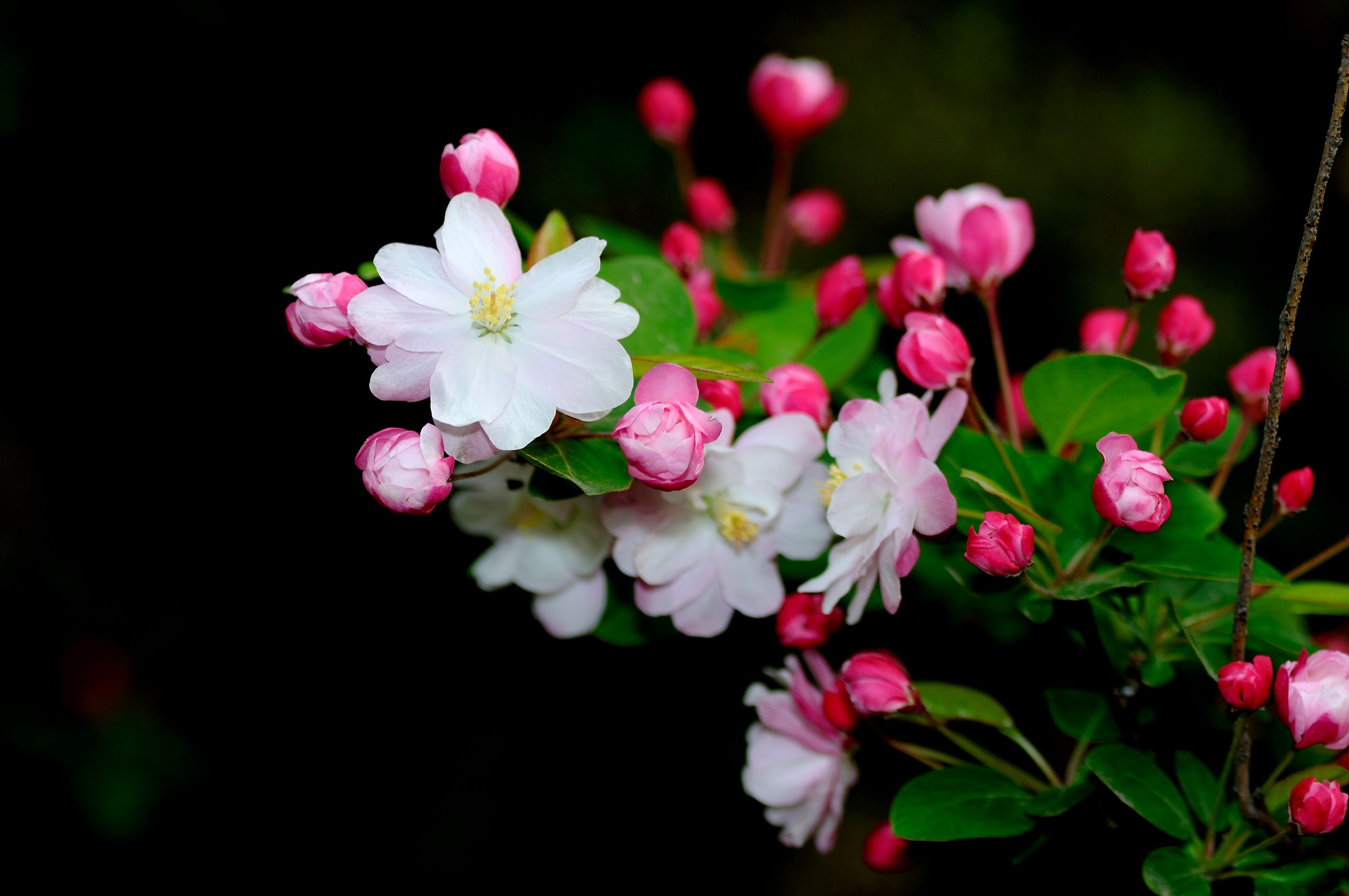 蜀葵：中国最美的花卉之一！（红色系） - 摄友摄色 - 华声论坛