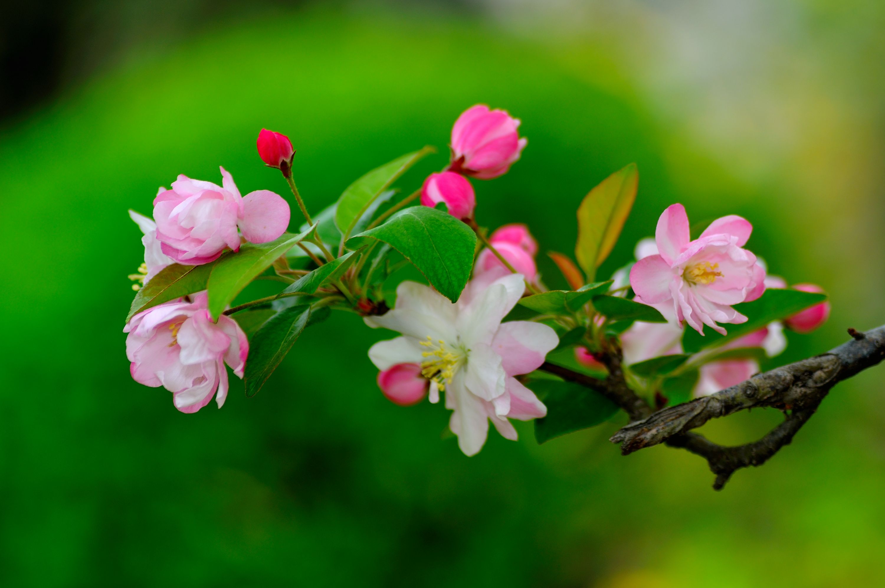 海棠花的花语大全及生态习性