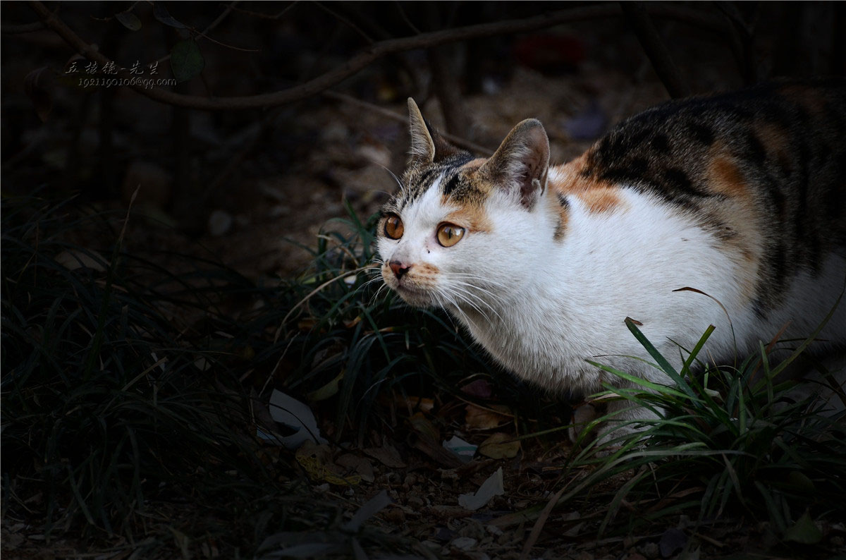 小区里的流浪猫