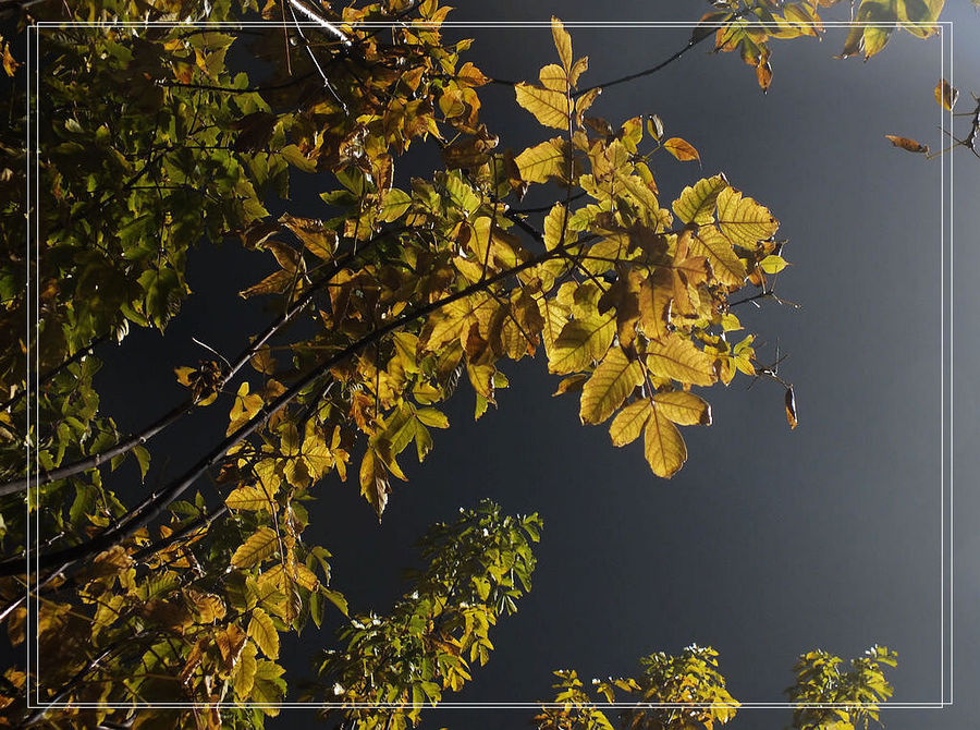 【草木一秋--往事难回味摄影图片】生态摄影