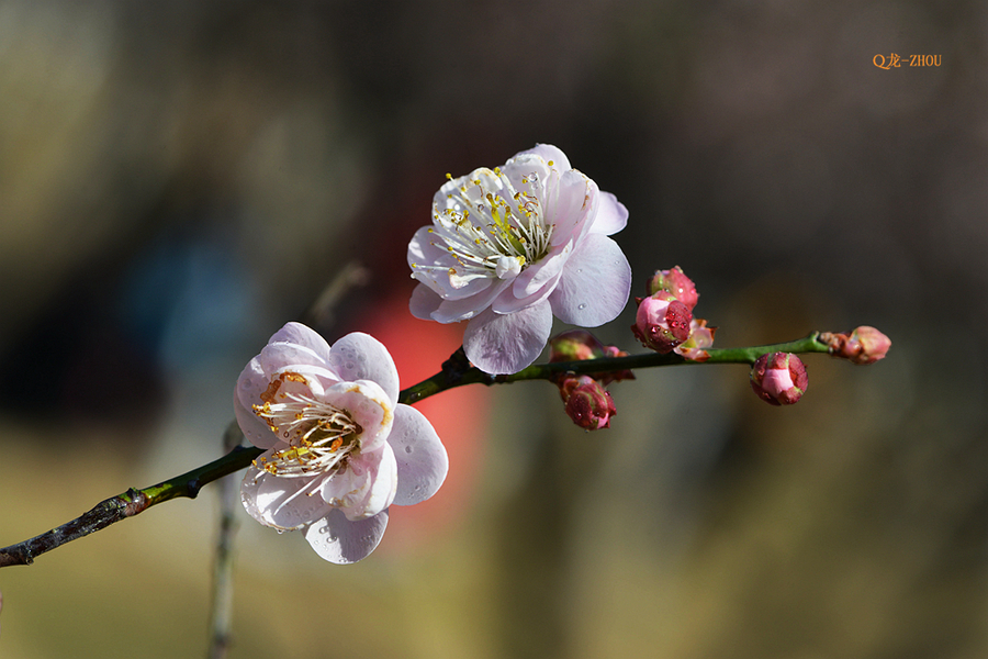 【香雪 ●红梅】