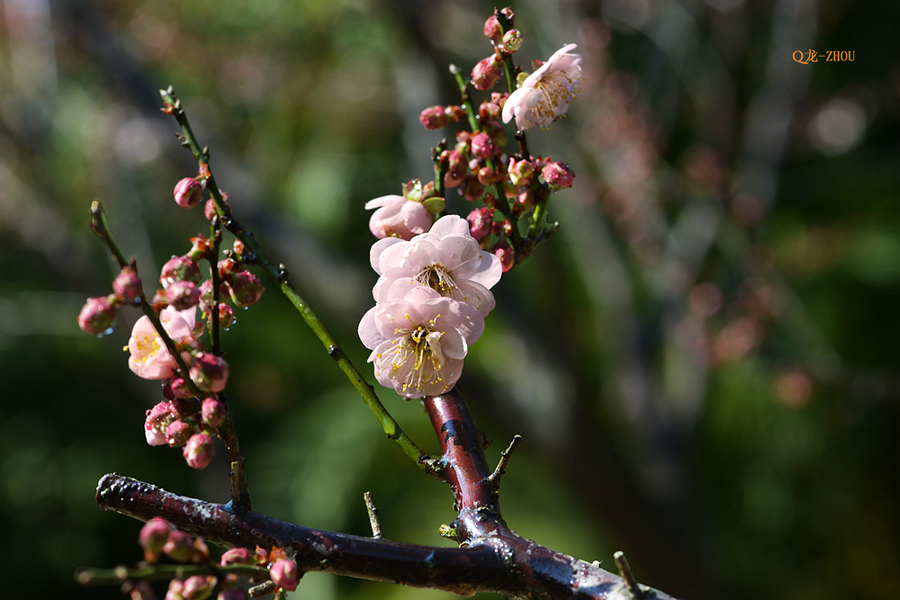 【香雪 ●红梅】