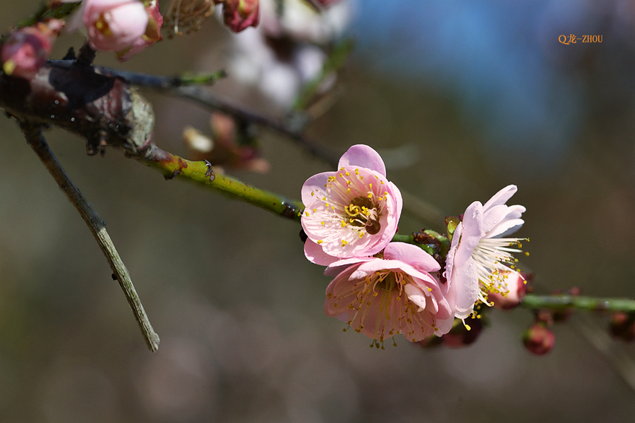 【香雪 ●红梅】