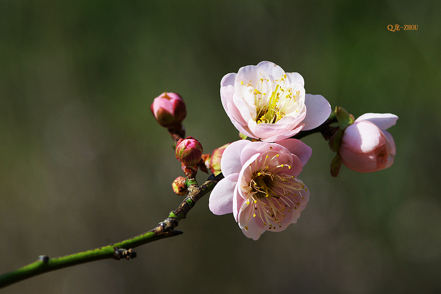 【香雪 ●红梅】