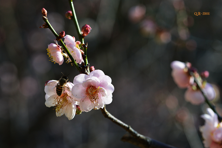 【香雪 ●红梅】