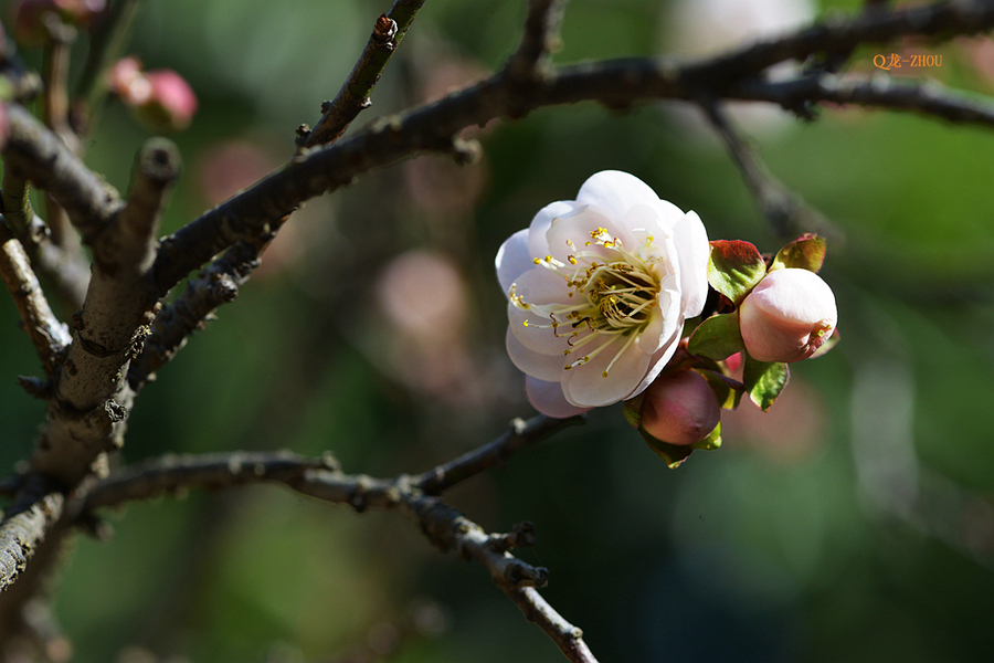 【香雪 ●红梅】