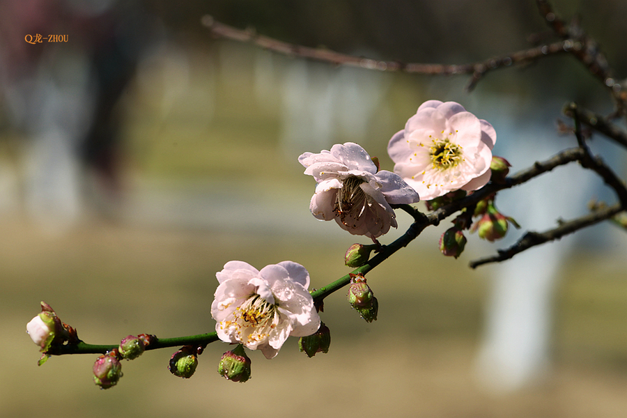 【香雪 ●红梅】