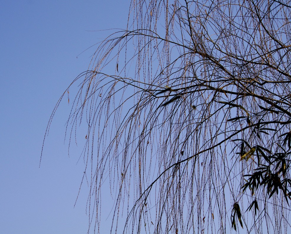 冬天的落叶树