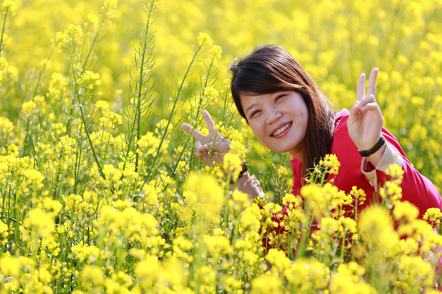 油菜花】      幅