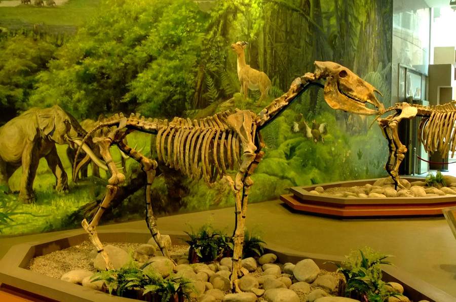【西安自然博物馆的恐龙摄影图片】生态摄影