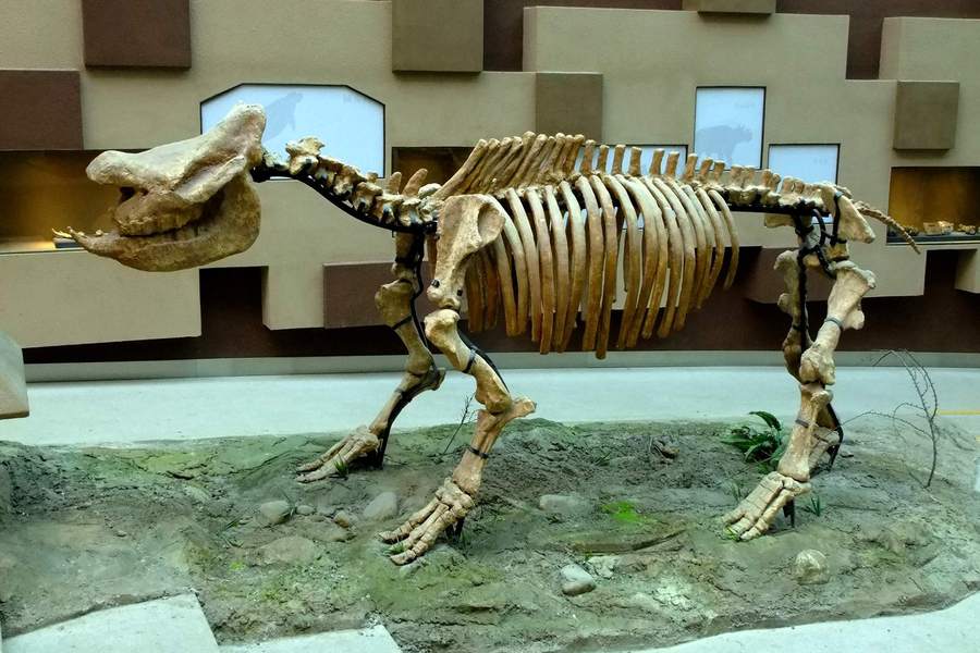 西安自然博物馆的恐龙