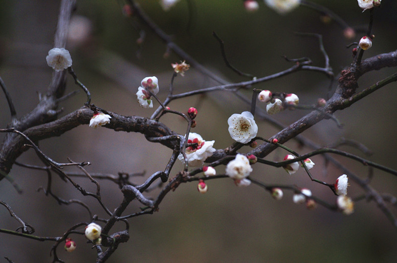 游龙白梅花