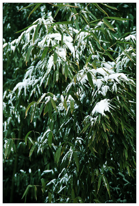 雪· 竹