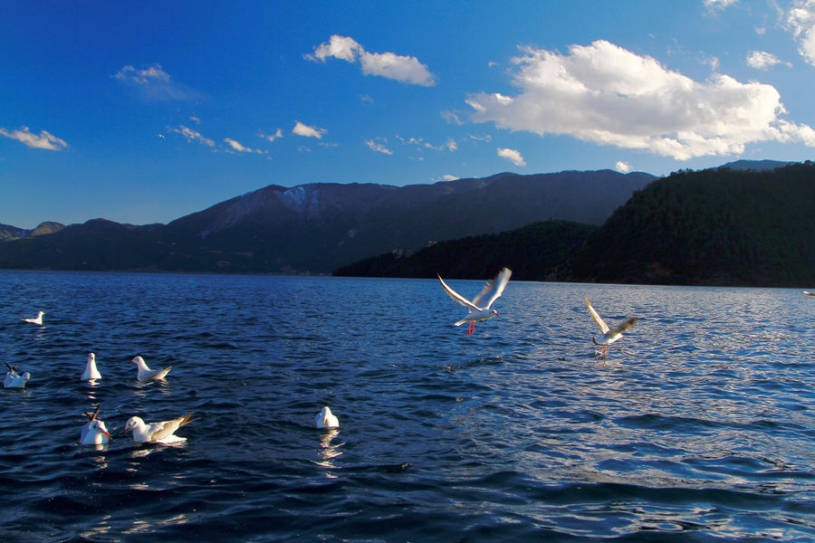 湖阔天空鸟傲翔