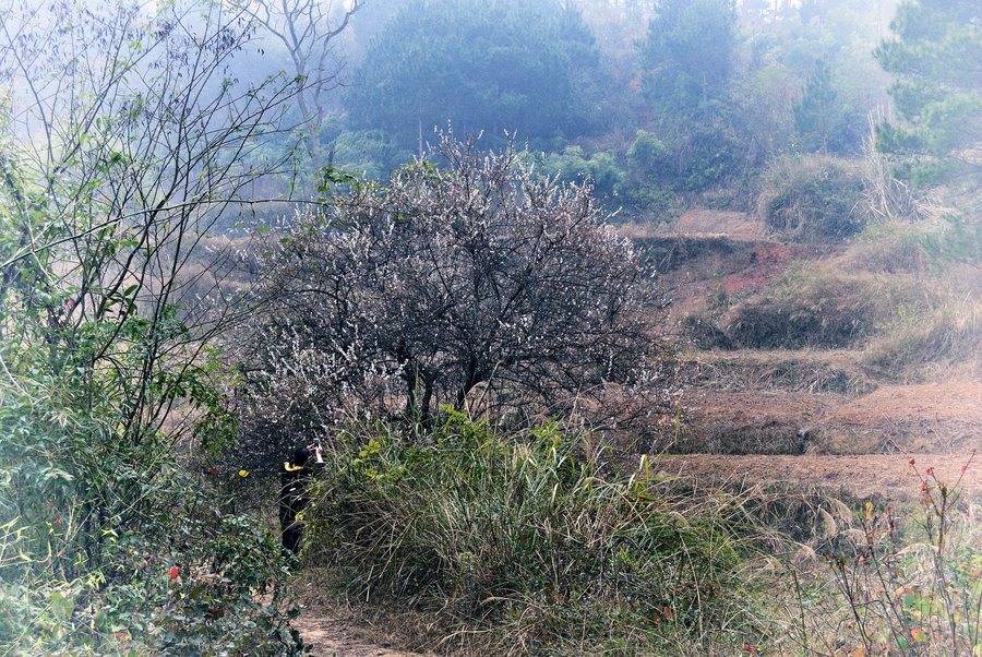 名山梅花村