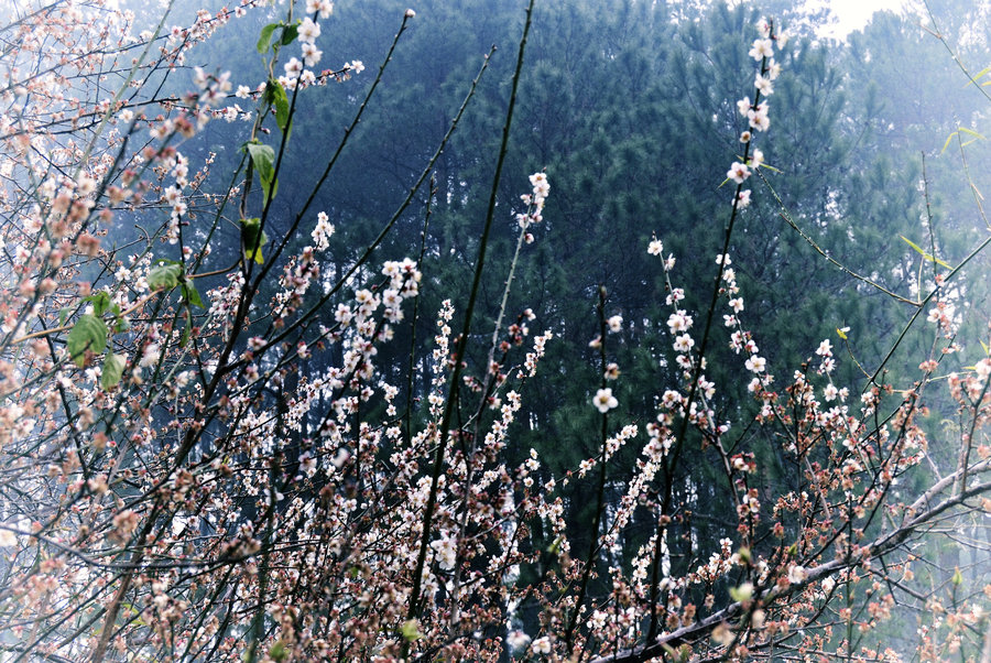 名山梅花村