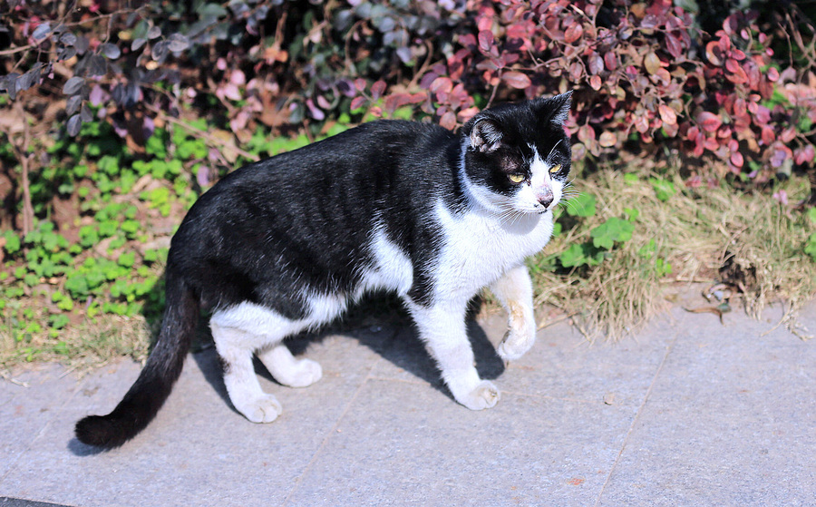 悠闲的小花猫