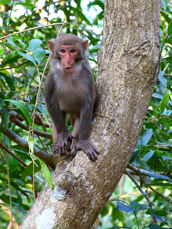 【调皮的猴子摄影图片】生态摄影_太平洋电脑网摄影