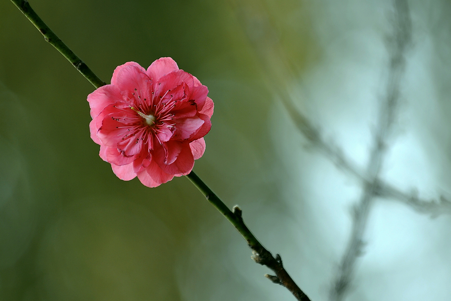 桃花运