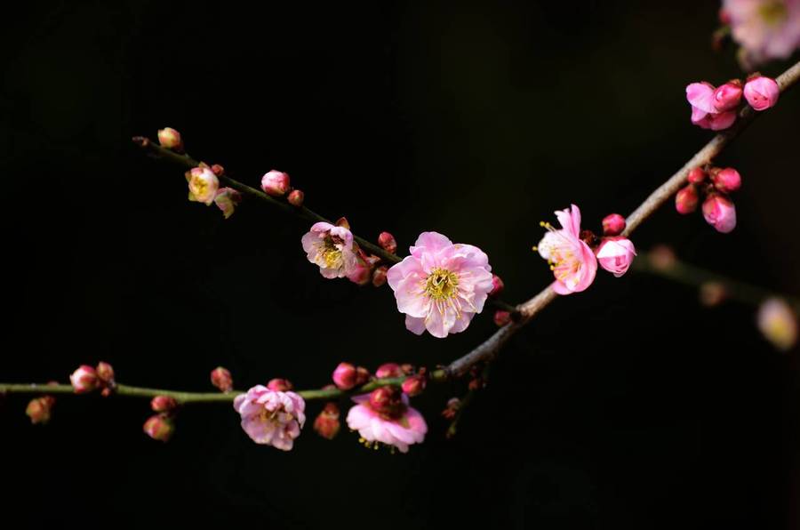 【除夕之夜赏梅花摄影图片】生态摄影_太平洋电脑网