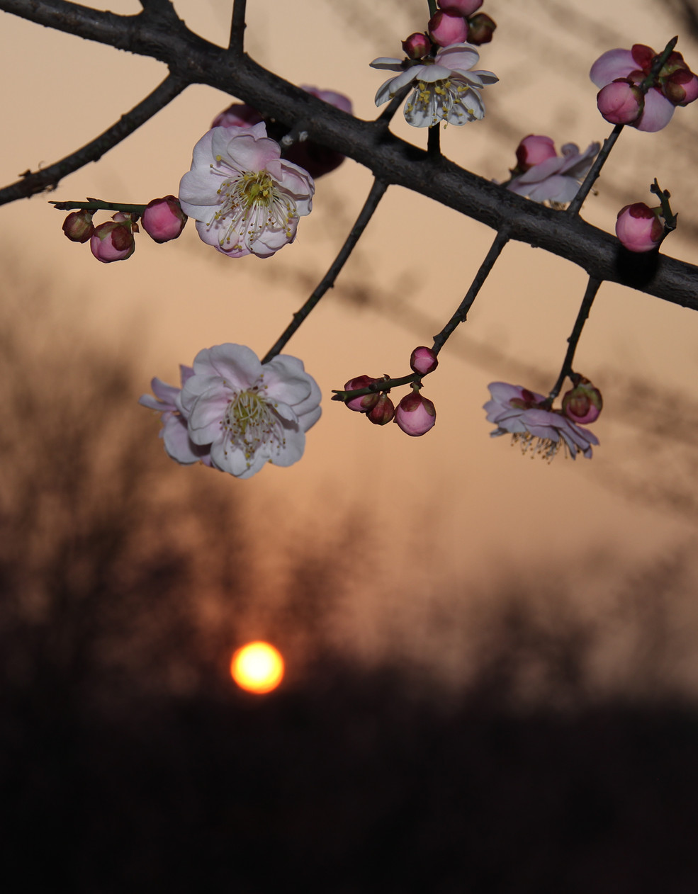闪拍梅花