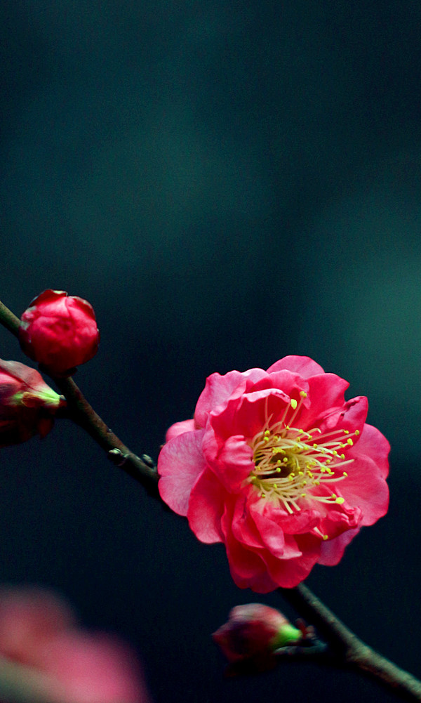 迎春梅花———八羽怪拍摄